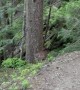 Cougar Watches Hiker On Garibaldi Lake Trail