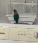 Lovebird Lets Herself Out Of Cage