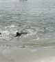 Dolphins' Strand Feeding Push Fish Bounty to Shore