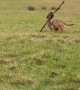 Romping Dog Has Solo Stick Scuffle
