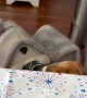 Beagle Gets Stuck In The Doghouse