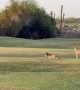 Coyotes on the Fairway