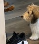 Dog Stops Brother From Playing With Shoes