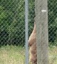Older Black Bear Pins Younger Up Utility Pole