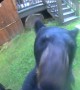 Beer Investigates Bird Feeder  Camera