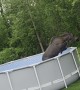 Moose Cools Off In Backyard Pool