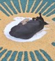 Dog Sleeping in the Center of Eucharist Salt Carpet