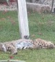 Bobcat in Arizona Backyard