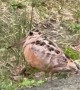 Dancing Woodcock at the Quabbin Reservoir in Massachusetts