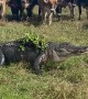Cows Meeting a Neighborhood Gator