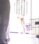 Bull Terrier Full Sends Into Kennel Door