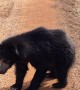 Sloth Bear Pops Tires Of Tour Truck