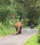 Elephant Charges Towards Bikers