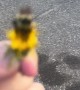 Bumblebee Rescued and Relocated to Flower