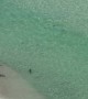 Small Shark Swims Among Beachgoers