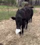 Cow Steals Temporary License Plate