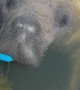 Maybel the Manatee Captures Tourist's Heart