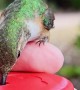 Tiny Hummingbird Drinks From Hand Feeder