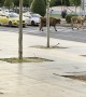 Civilized Cows Cross Through City Center