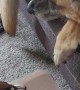 Playful Husky Puppy Annoys Old Dog