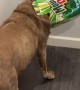 Dog Caught With Head Stuck In Soda Box