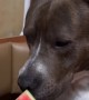 Dog Sits and Smiles Next to a Watermelon