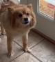 Barking Pomeranian Skedaddles to Front Door