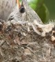 Anna's Hummingbird Nest