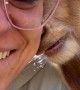 Pygmy Goat Gently Nibbles Owner's Cheeks