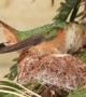Female Hummingbird Carefully Crafts Nest