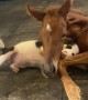 Puppy Gently Plays With Injured Filly