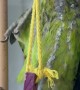 Green Parrot Dances and Sings in Pouring Rain