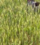 Bouncing GSP Frolics in Wheat Field