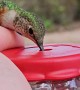 Allen's Hummingbird Feeds From Hand