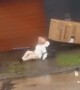 Granny Toppled By Flying Box During Cyclone