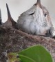 Hummingbird Mom Feeds Babies