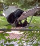 Bear Family Relaxes in a Hammock