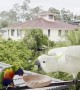 Lorikeet Squabbles With Cockatoo