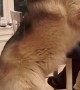 Giant Dog Gets a Treat