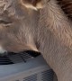 Donkey Cools Off With AC