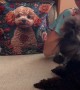 Poodle Flicks Every Target