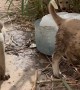 Stray Dogs In Iraq Given Ice Blocks To Cool Off