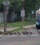 Polite Geese Use Pedestrian Crossing
