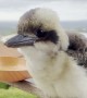 Baby Kookaburra Has a Cute Voice