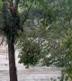 Deer Rescue in Texas Hill Country Flood 2025