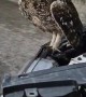 Owl Flies Out Of Car Engine
