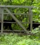 Black Bear Triplets Cross Bridge