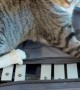 Cat Claims Xylophone