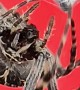 Spider Wrapping Up Dinner