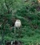 Elk Spotted Dancing in the Forest